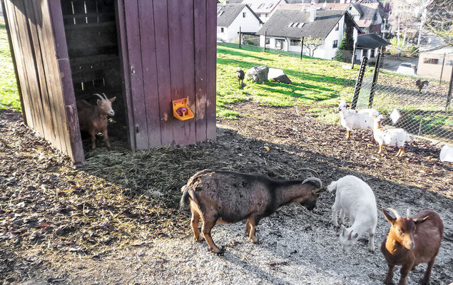 Pension Himmelsbach - Photo 24