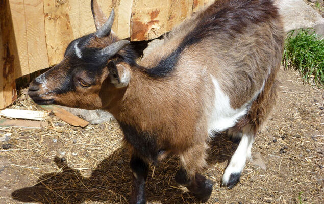 Pension Himmelsbach - Photo 29